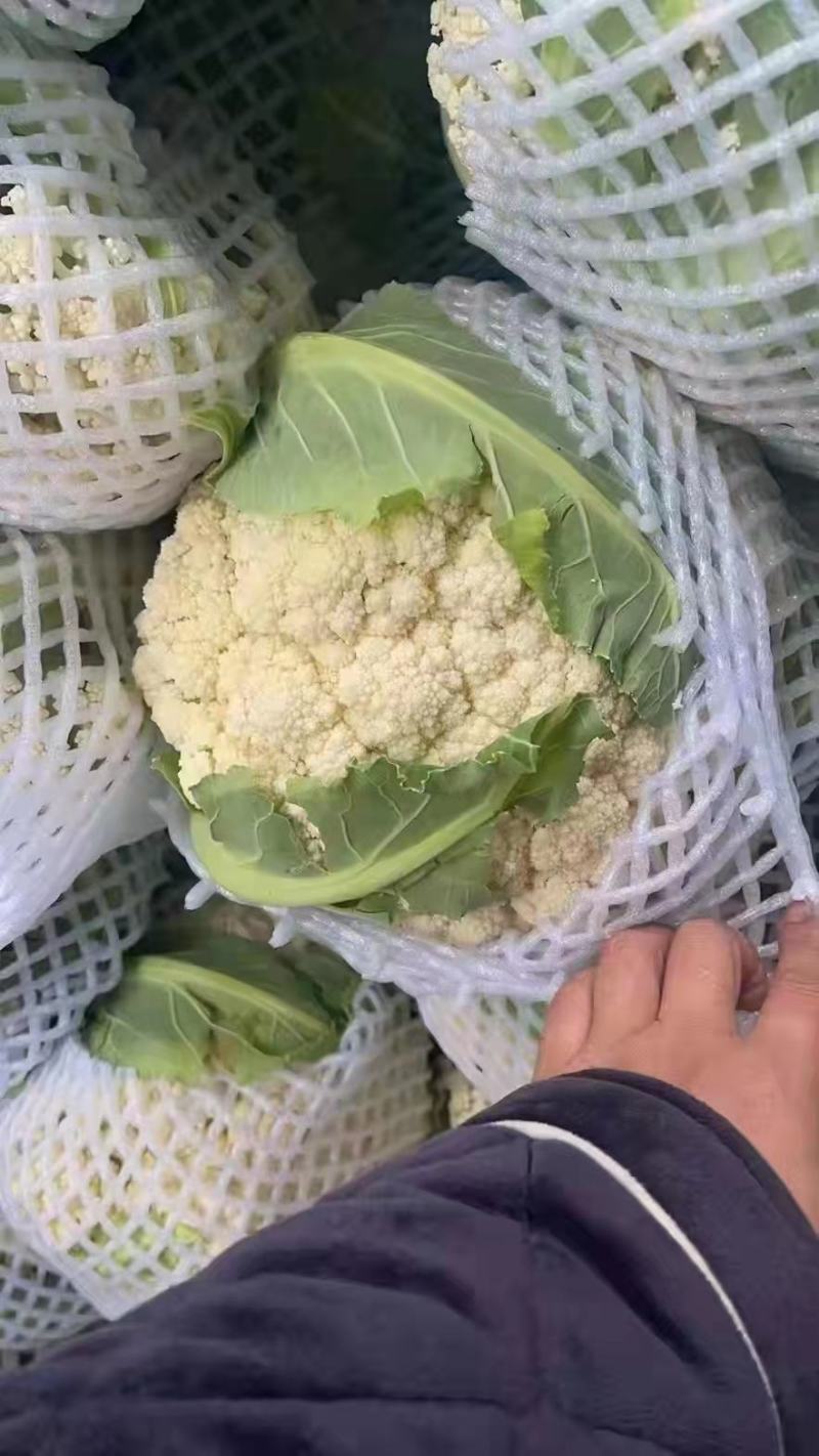 精品青梗白面有机花菜，花白根平无黑点，价格合理，全国代发