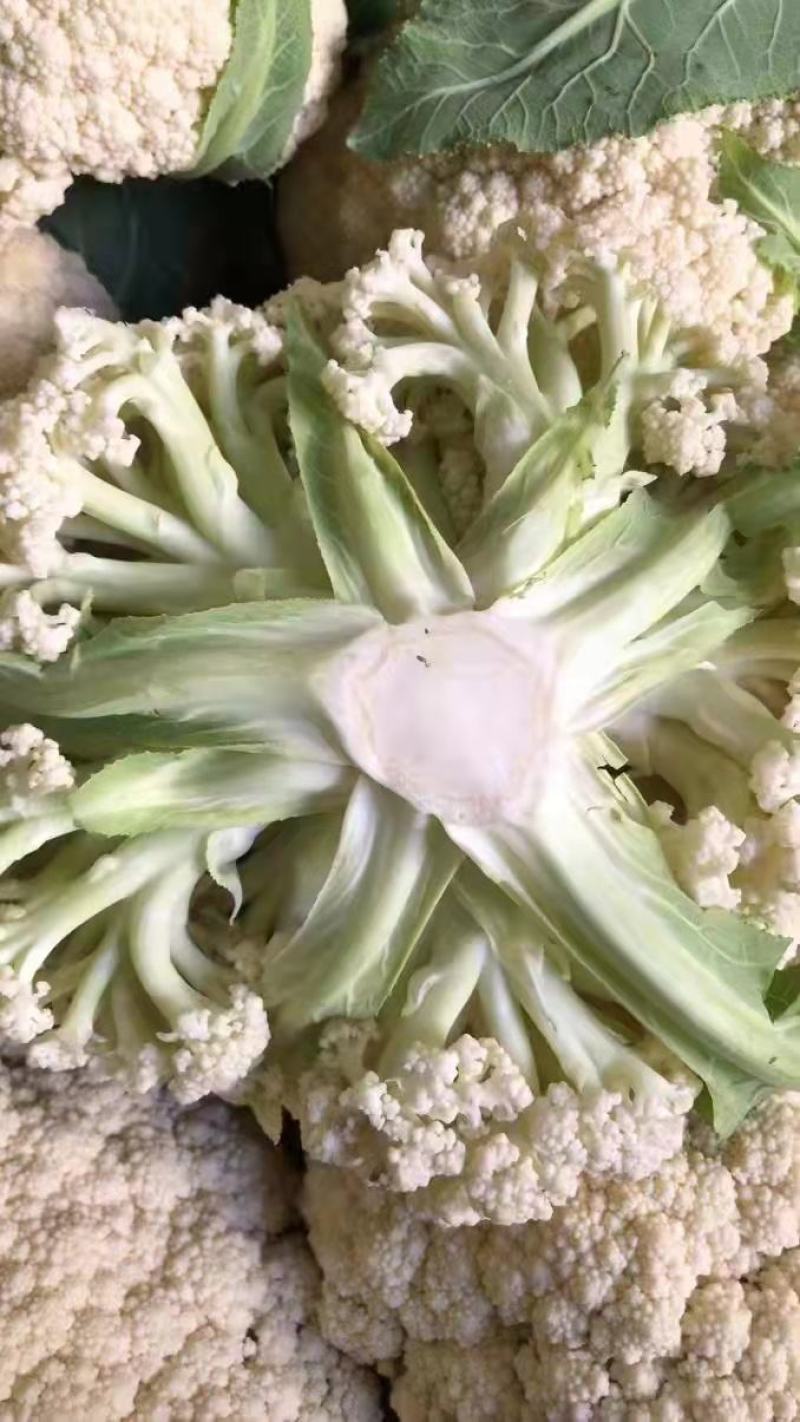 精品青梗白面有机花菜，花白根平无黑点，价格合理，全国代发