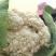 精品青梗白面有机花菜,花白根平无黑点,价格合理,全国代发