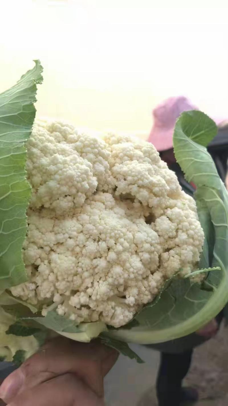 精品青梗白面有机花菜，花白根平无黑点，价格合理，全国代发