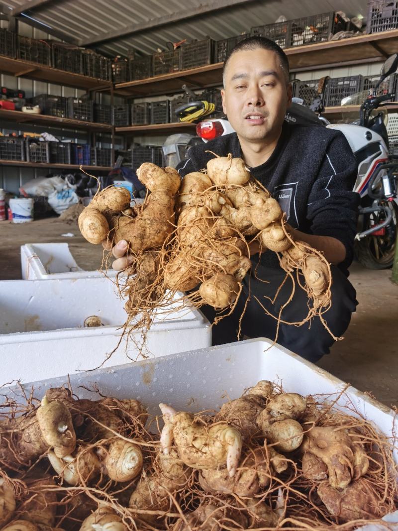 战斗到天亮，九制黄精。黄精，仙人余粮，老虎姜。救穷草