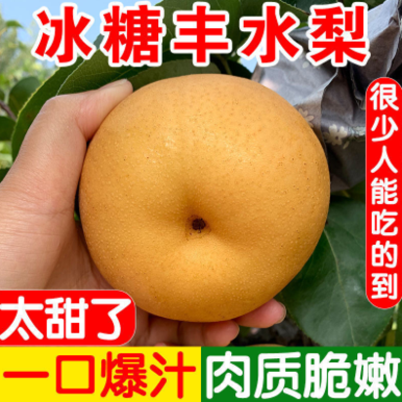 秋月梨丰水梨正宗超甜冰糖梨薄皮秋月梨黄皮梨脆甜多汁蜂蜜梨