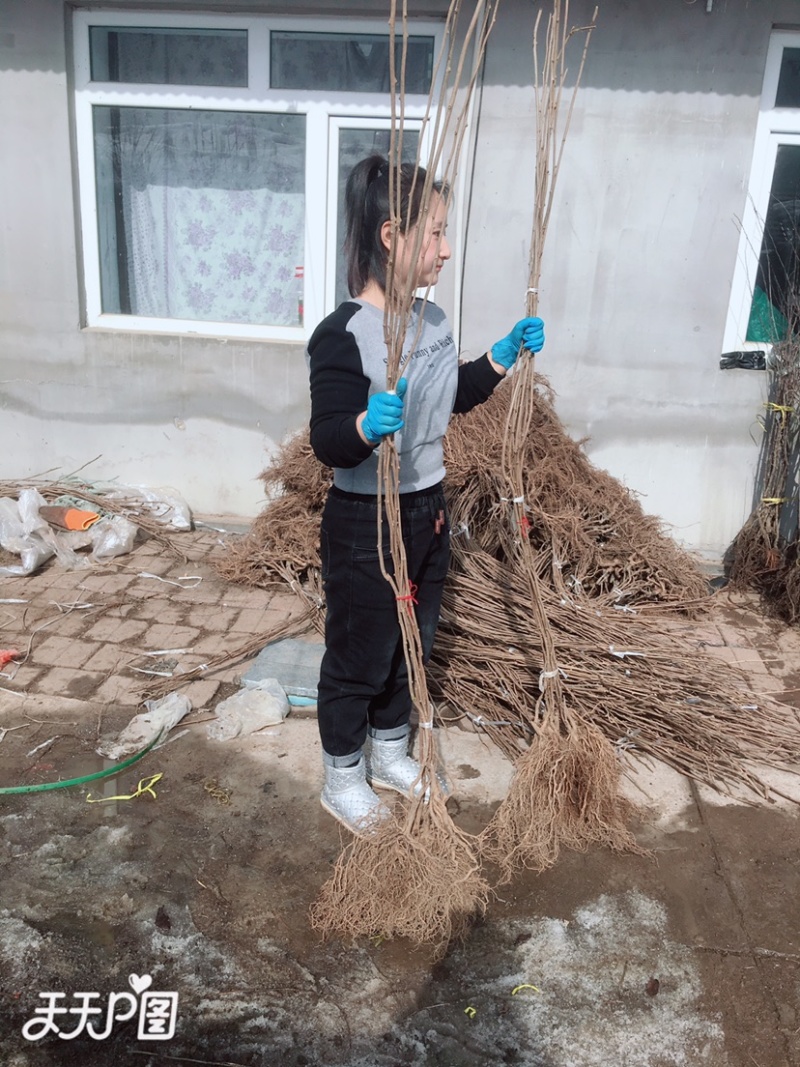 软枣猕猴桃苗龙城二号桓优一号魁绿品种齐全