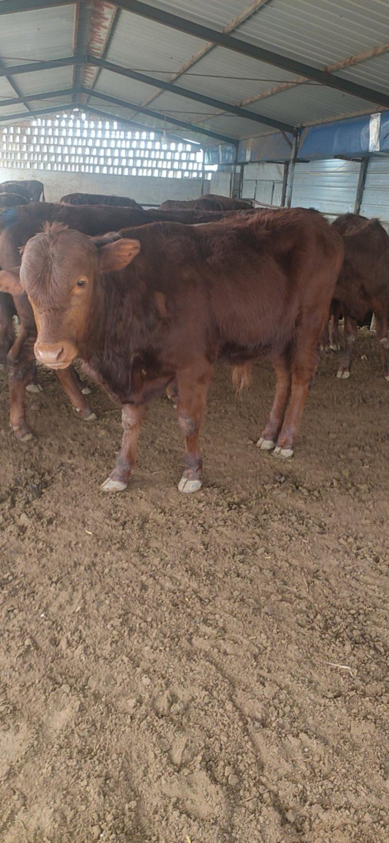 利木赞牛犊种利木赞母牛纯利木赞牛活牛苗养殖场