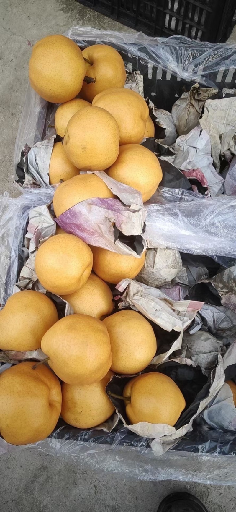 丰水梨新鲜水果黄花梨晚秋黄梨甜黄梨纸袋晚秋黄梨精品特级梨