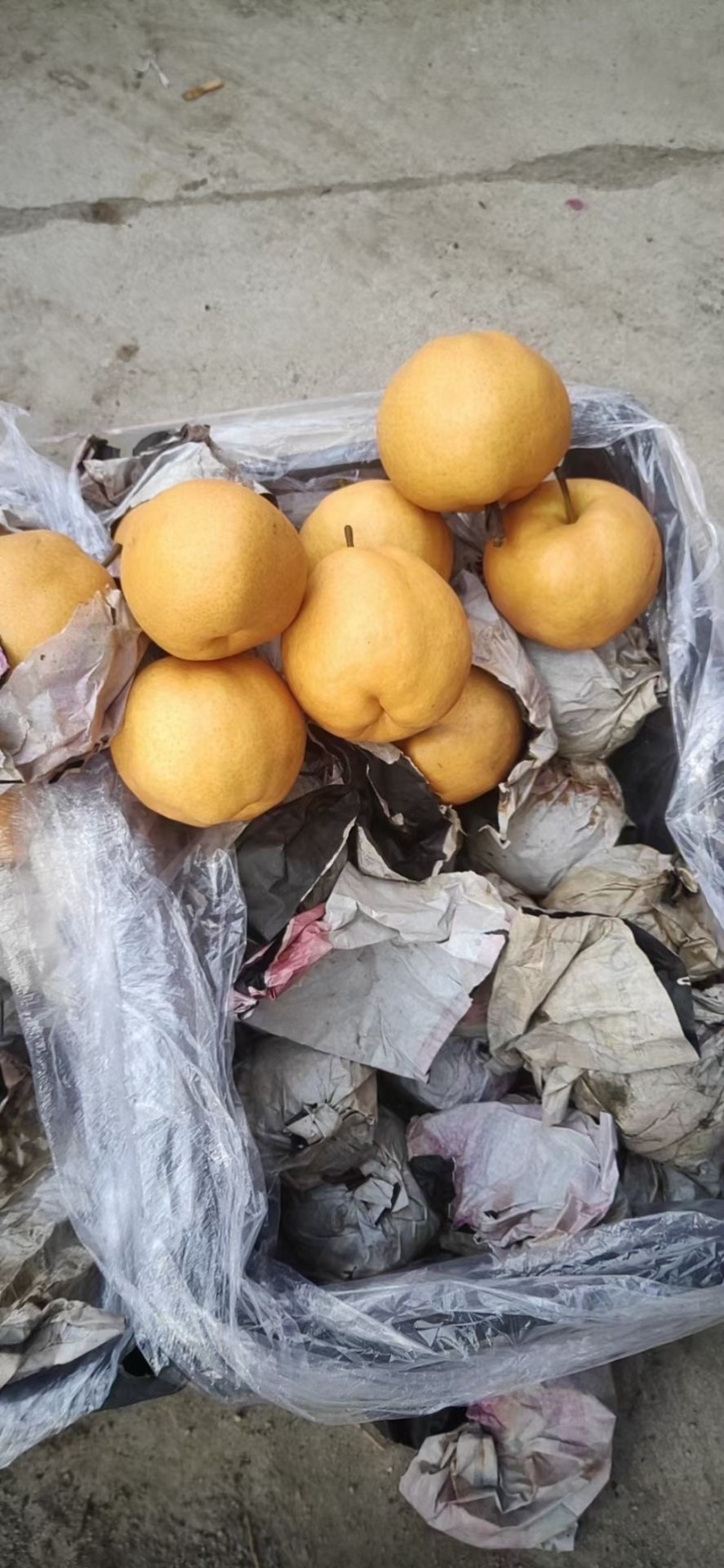 丰水梨新鲜水果黄花梨晚秋黄梨甜黄梨纸袋晚秋黄梨精品特级梨