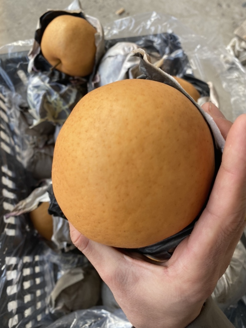 丰水梨新鲜水果黄花梨晚秋黄梨甜黄梨纸袋晚秋黄梨精品特级梨