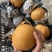 丰水梨新鲜水果黄花梨晚秋黄梨甜黄梨纸袋晚秋黄梨精品特级梨
