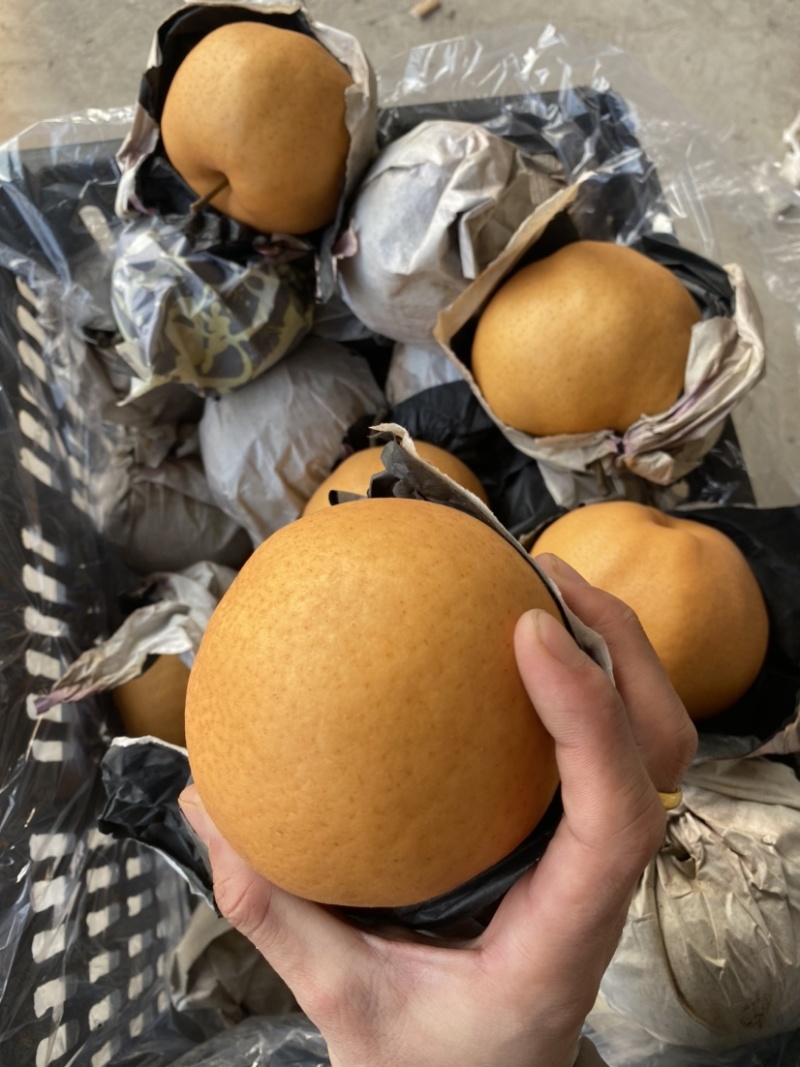 丰水梨新鲜水果黄花梨晚秋黄梨甜黄梨纸袋晚秋黄梨精品特级梨