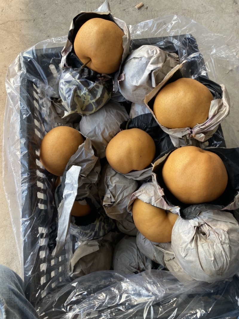 丰水梨新鲜水果黄花梨晚秋黄梨甜黄梨纸袋晚秋黄梨精品特级梨