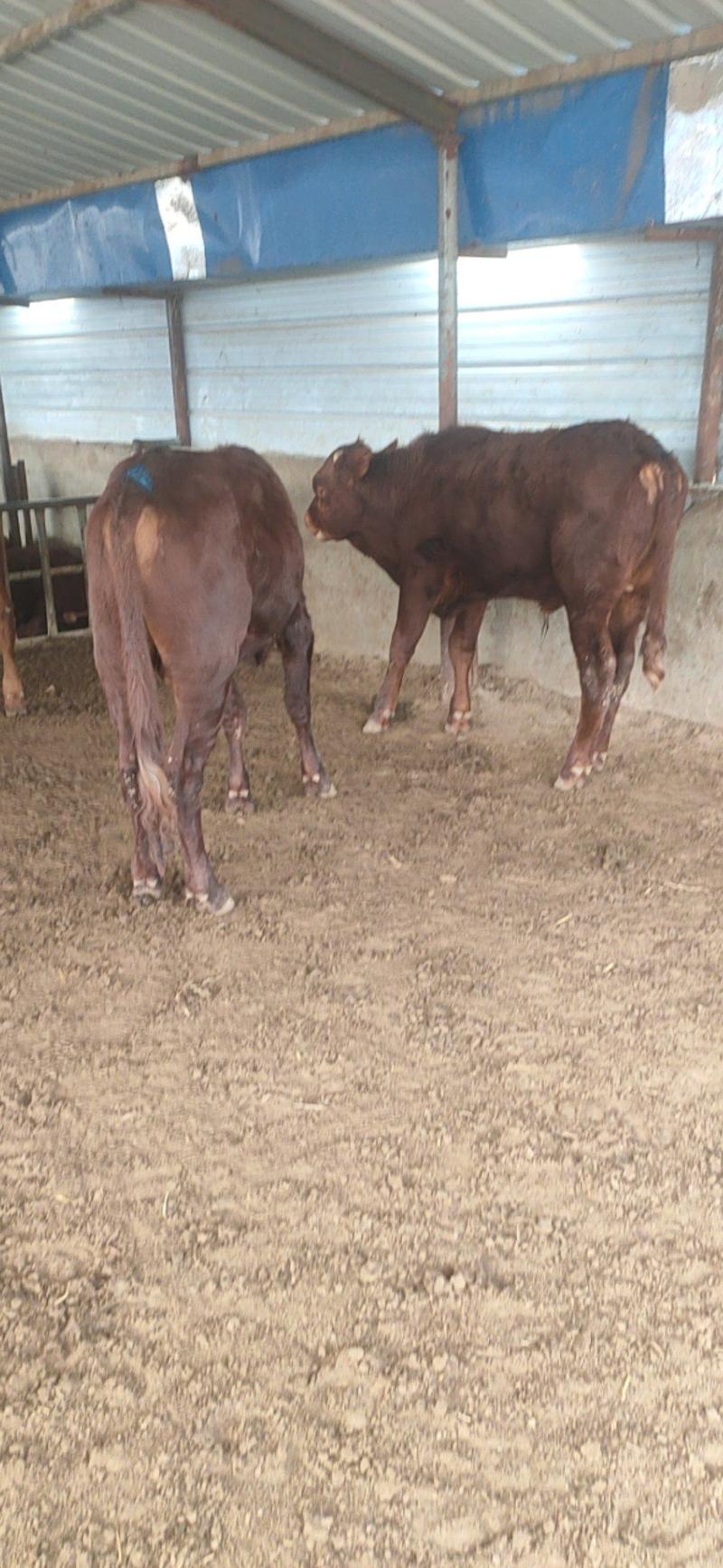 利木赞牛犊种利木赞母牛纯利木赞牛活牛苗养殖场