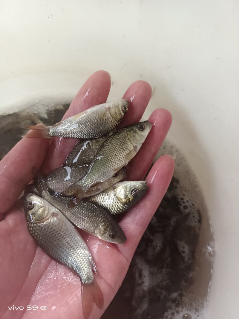 鲤鱼苗、大种鲤鱼、稻田鲤鱼苗、快大好养高产量、一手货源
