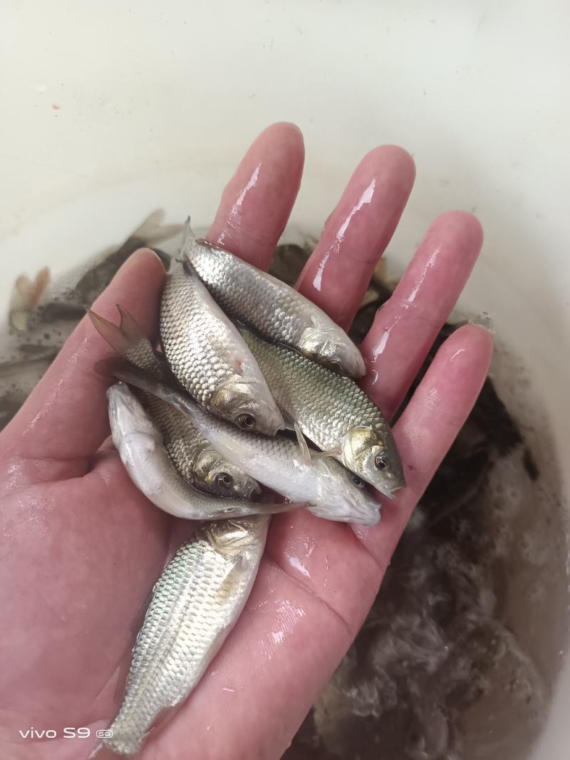 鲤鱼苗、大种鲤鱼、稻田鲤鱼苗、快大好养高产量、一手货源