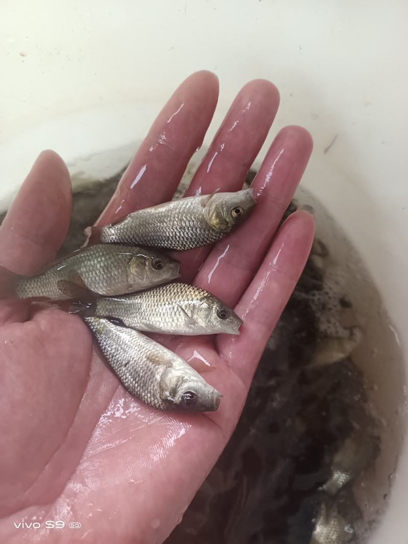 鲤鱼苗、大种鲤鱼、稻田鲤鱼苗、快大好养高产量、一手货源