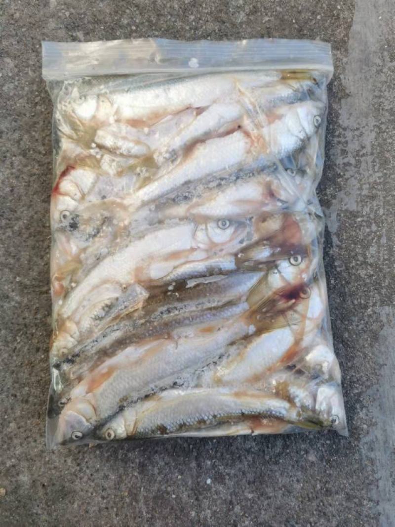 冰鲜冰冻的马口鱼