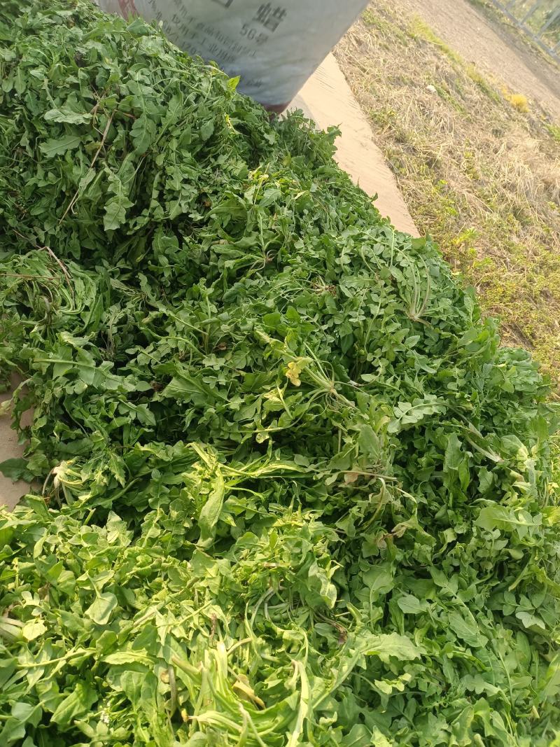 春天带给黄土高坡的美味，野生的荠菜西安咸阳全城配送