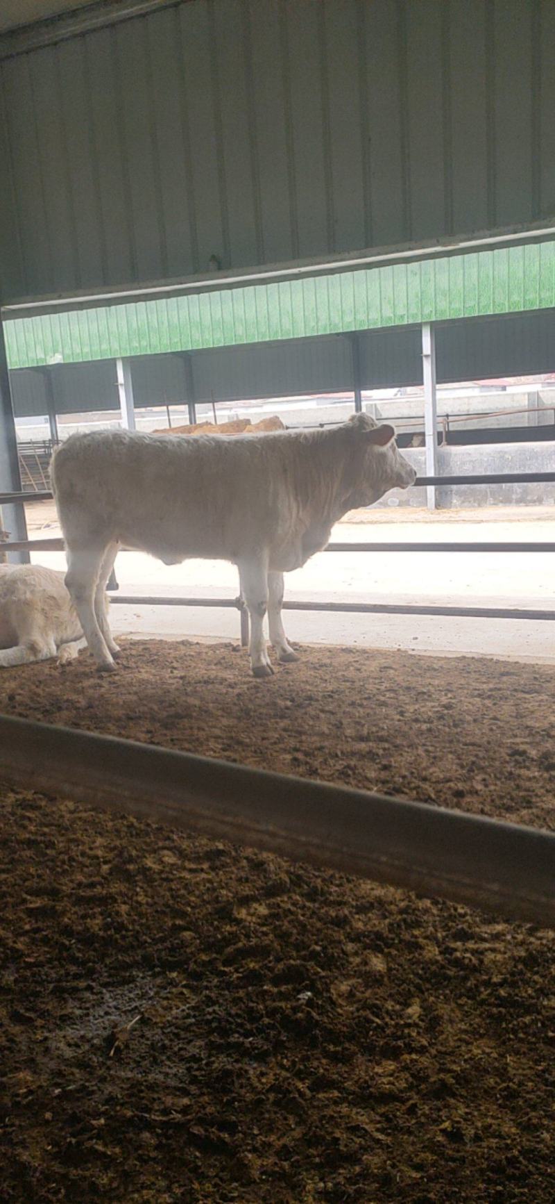 夏洛莱牛犊纯种夏洛莱母牛活牛养殖场1500元补贴包运输