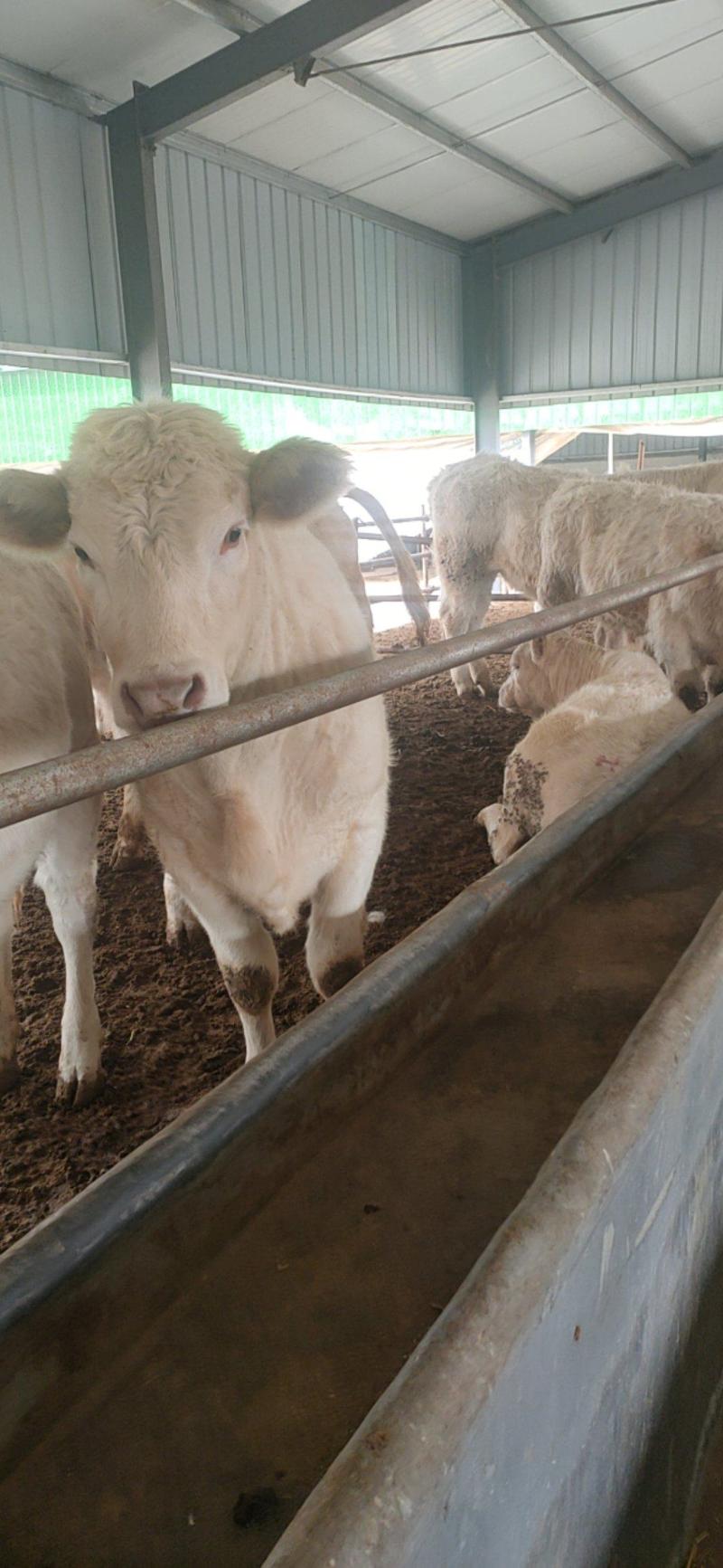 夏洛莱牛犊纯种夏洛莱母牛活牛养殖场1500元补贴包运输