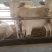 夏洛莱牛犊纯种夏洛莱母牛活牛养殖场1500元补贴包运输