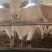 夏洛莱牛犊纯种夏洛莱母牛活牛养殖场1500元补贴包运输