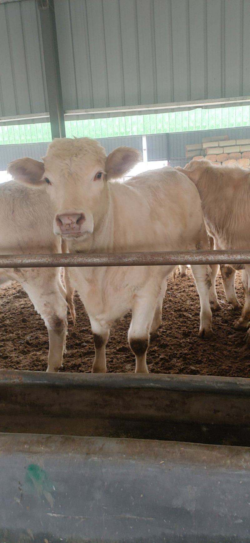 夏洛莱牛犊纯种夏洛莱母牛活牛养殖场1500元补贴包运输