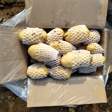 精品库存荷兰十五土豆可根据客户要求加工任何规格