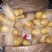 精品库存荷兰十五土豆可根据客户要求加工任何规格
