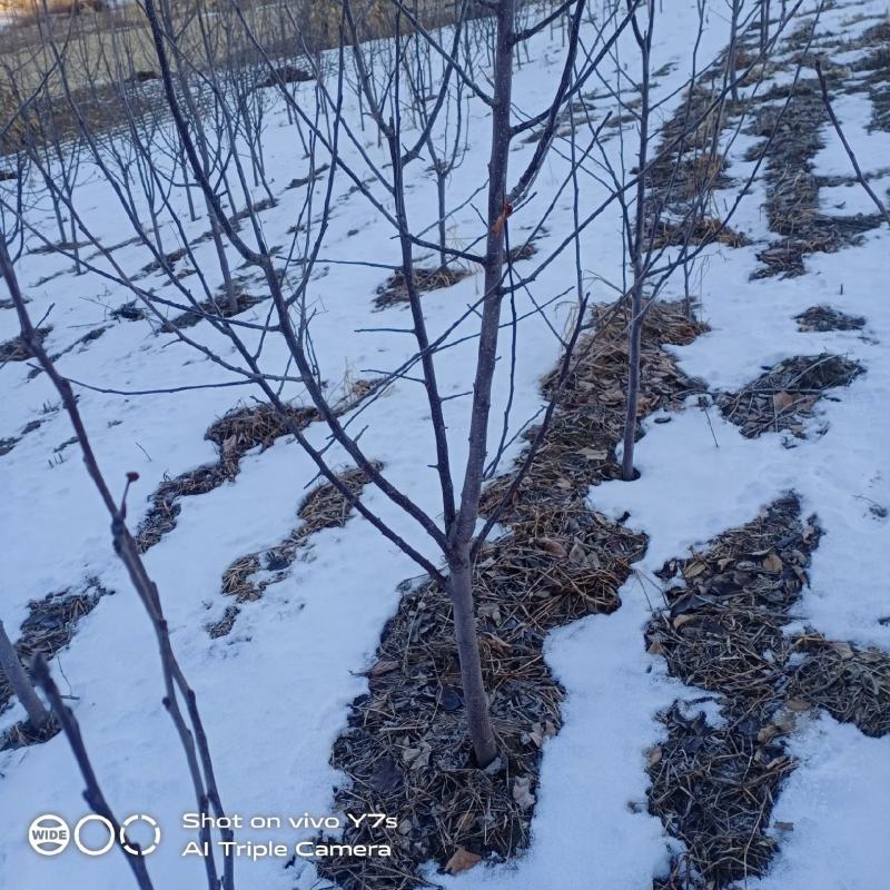 123苹果苗大量有货产地一条龙对接全国客商，视频看货，电联
