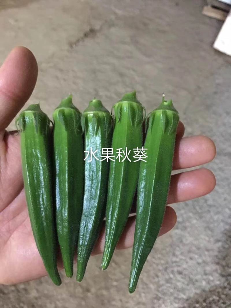 黄秋葵种子粒粒优选秋葵种籽蔬菜基地专用品种