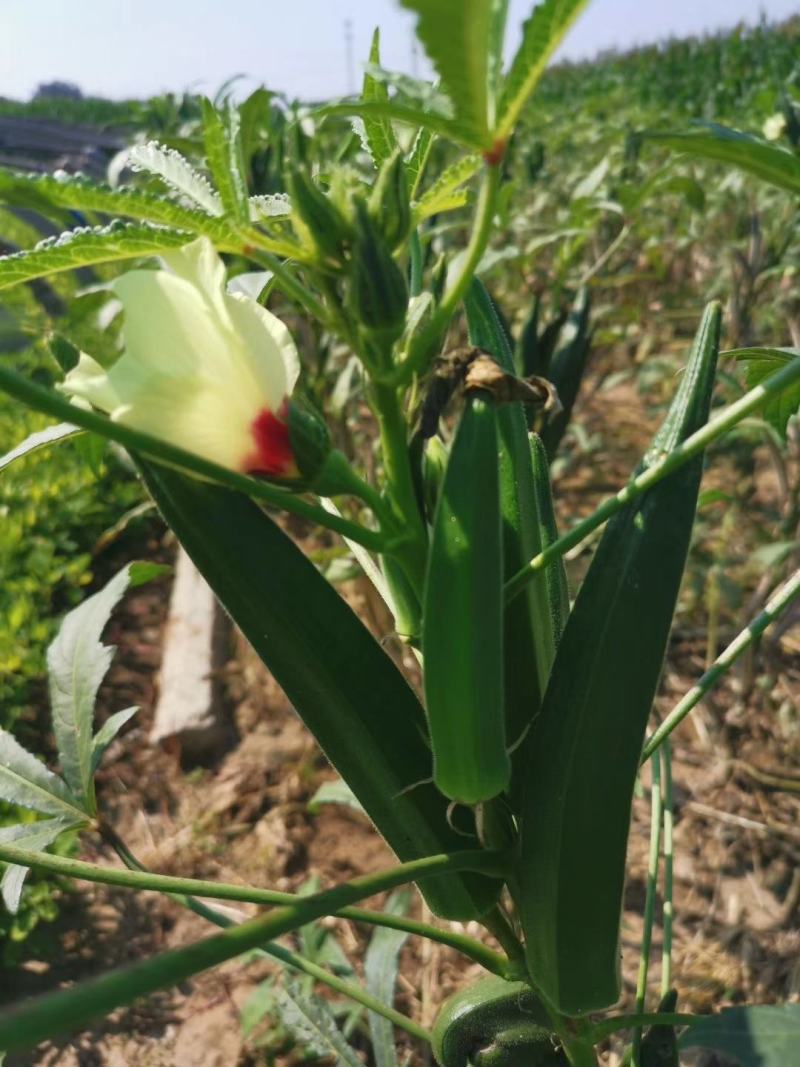 黄秋葵种子秋葵菜种子羊角豆种子小菜园家庭装黄秋葵种籽