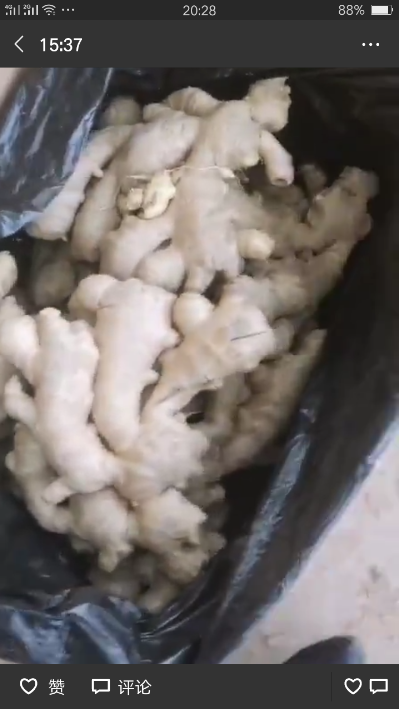 山东优质生姜产地批发