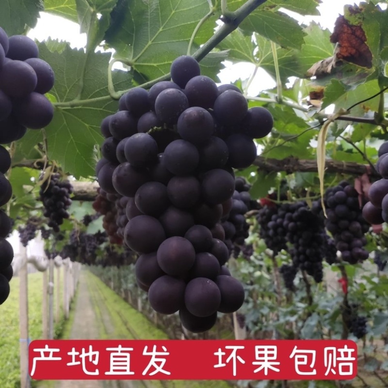 巨丰葡萄巨峰葡萄套袋巨峰红葡萄新鲜葡萄大串葡萄超好吃