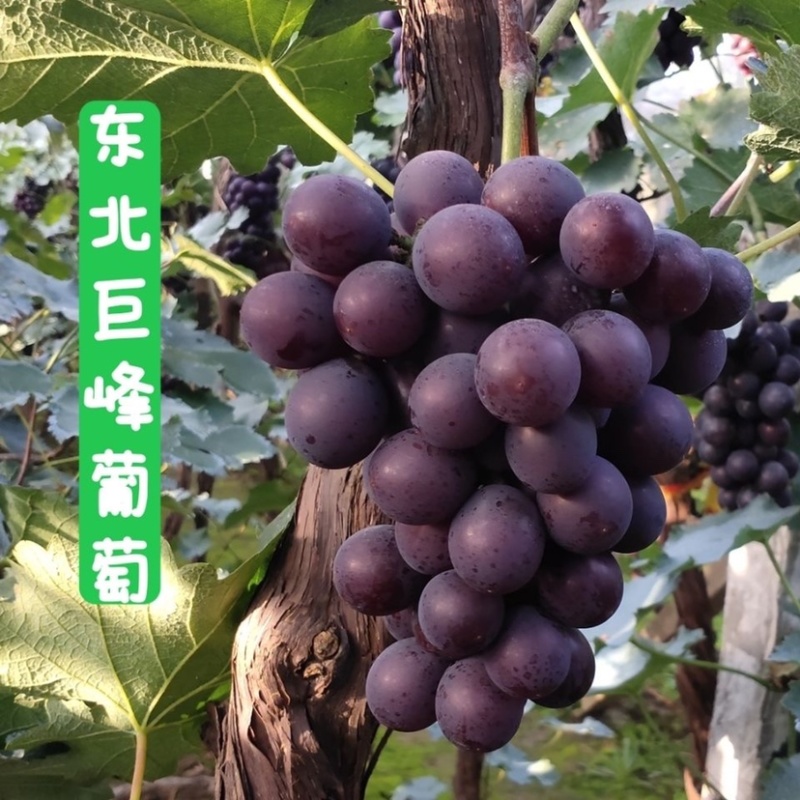 巨丰葡萄巨峰葡萄套袋巨峰红葡萄新鲜葡萄大串葡萄超好吃