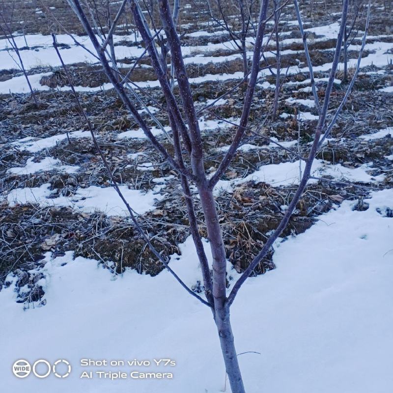 鸡心果树苗大量供应一手货源保质保量可视频看货价格详谈