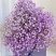 一斤满天星鲜切花云南鲜花彩星批发鲜花团购一件代发
