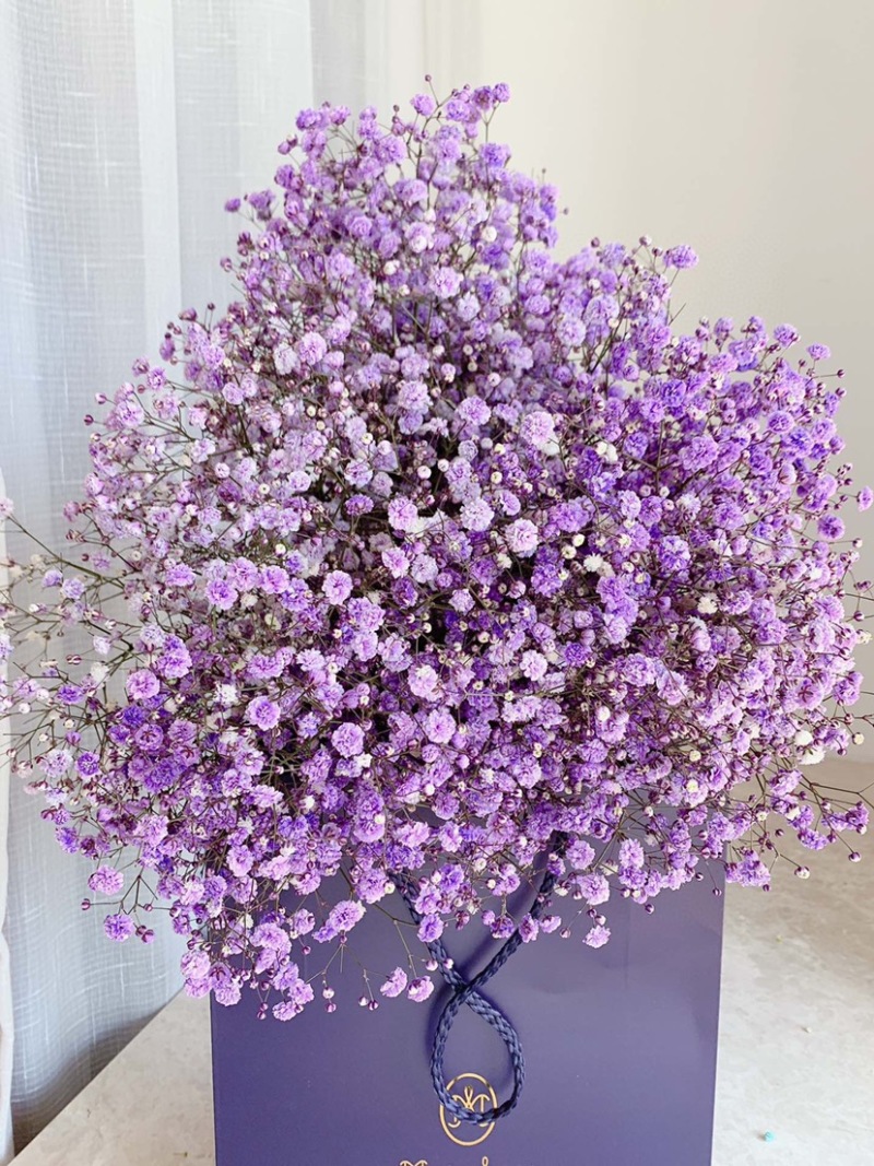 一斤满天星鲜切花云南鲜花彩星批发鲜花团购一件代发