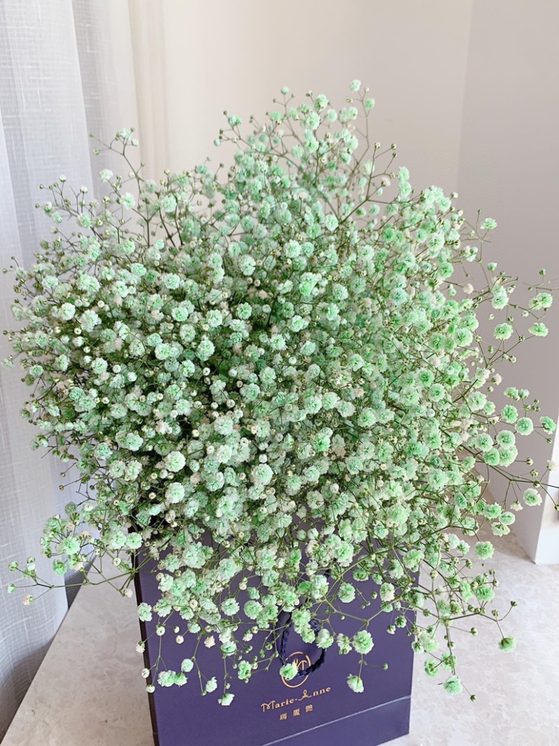 一斤满天星鲜切花云南鲜花彩星批发鲜花团购一件代发