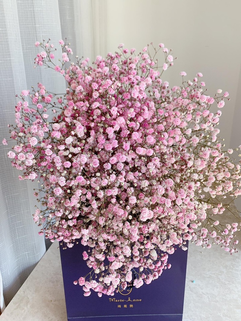 一斤满天星鲜切花云南鲜花彩星批发鲜花团购一件代发