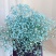 一斤满天星鲜切花云南鲜花彩星批发鲜花团购一件代发