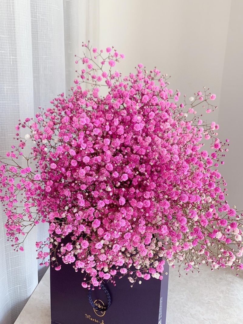 一斤满天星鲜切花云南鲜花彩星批发鲜花团购一件代发