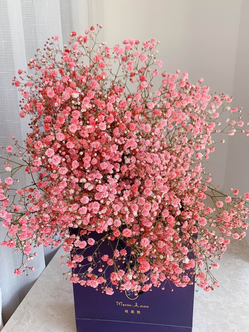 一斤满天星鲜切花云南鲜花彩星批发鲜花团购一件代发