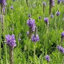 羽叶薰衣草薰衣草基地诚信经营大量有货