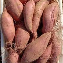 济薯26红薯7000斤起批发窖藏红薯红皮黄心味甜