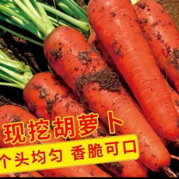 红萝卜冷库库存的有内蒙红萝卜有山东红萝卜，