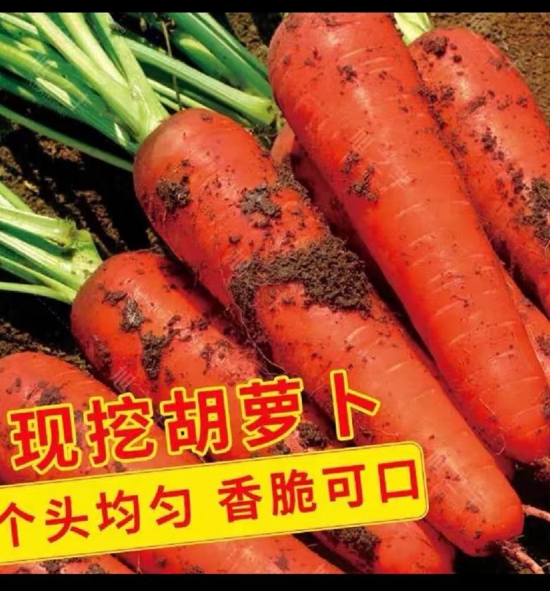 红萝卜冷库库存的有内蒙红萝卜有山东红萝卜，