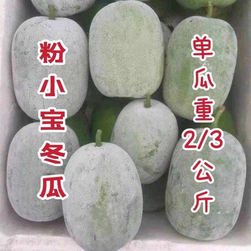 2～3公斤的小型粉皮冬瓜粉小宝冬瓜种子肉质脆甜耐贮运