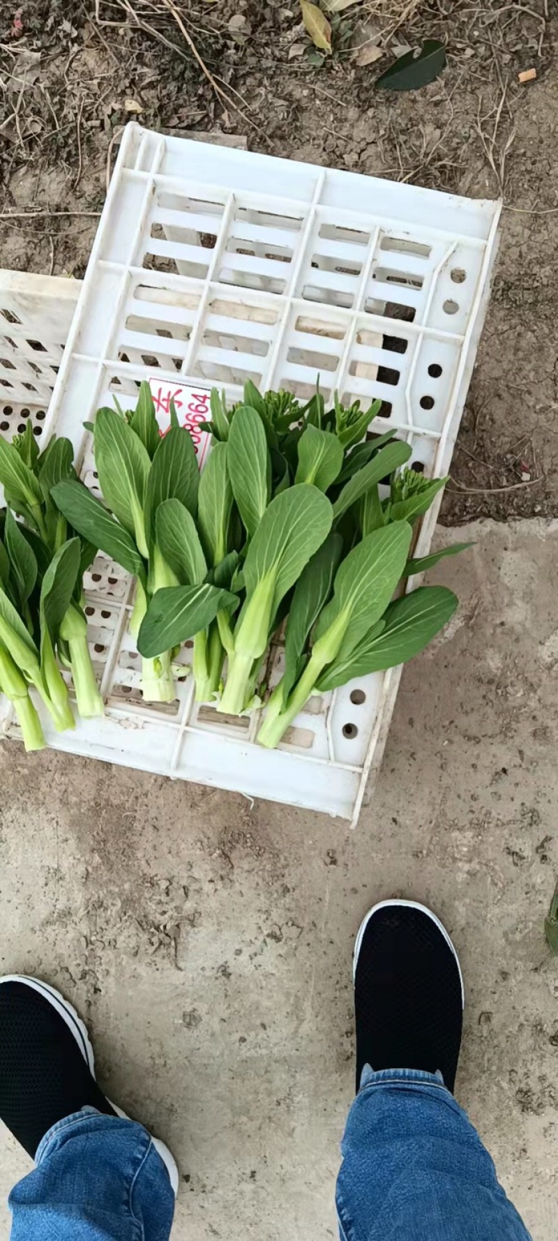 【牛商推荐】油菜苔，现摘现发，大量上市，质量保证，欢迎采购