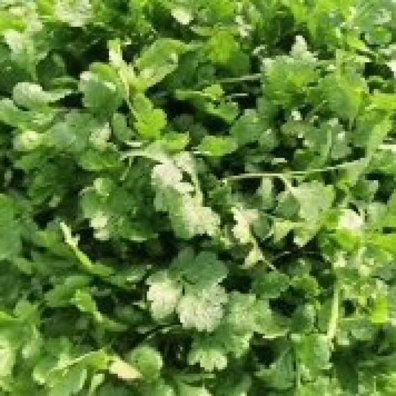 精品香菜