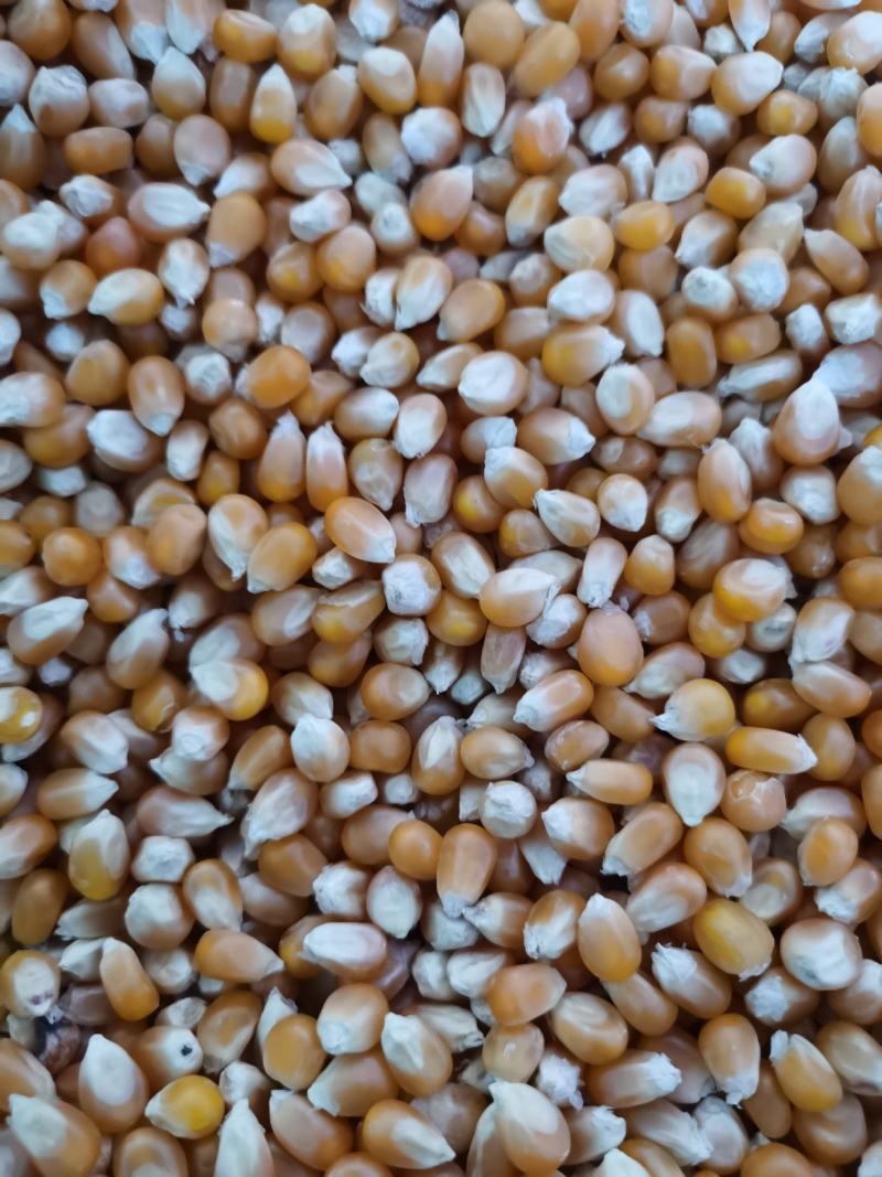 爆裂玉米，菜籽油，葵花油，玉米油，棉籽油