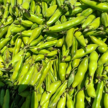 陆良小蚕豆